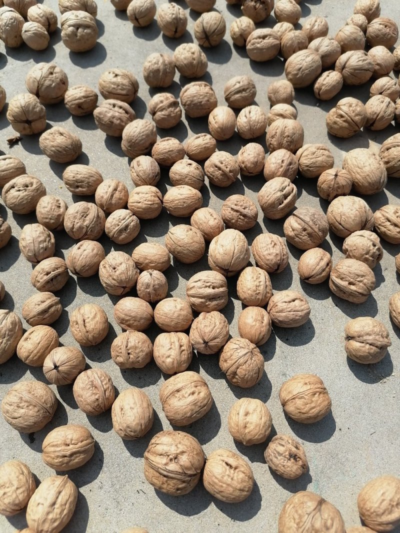 薄皮干核桃，杂果，澄城产地直发