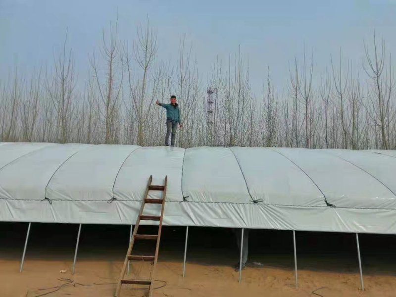 大棚膜膜加厚黑白膜养殖膜塑料薄膜食用菌专用膜大棚膜防雨膜