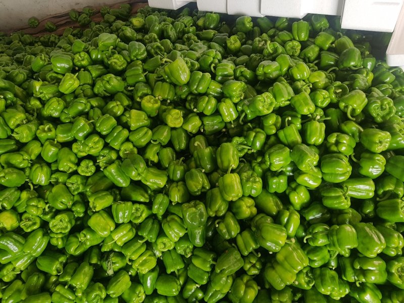 圆椒大量上市处理！价格便宜0.5元适合果蔬烘干