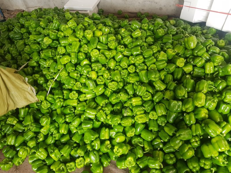 圆椒大量上市处理！价格便宜0.5元适合果蔬烘干