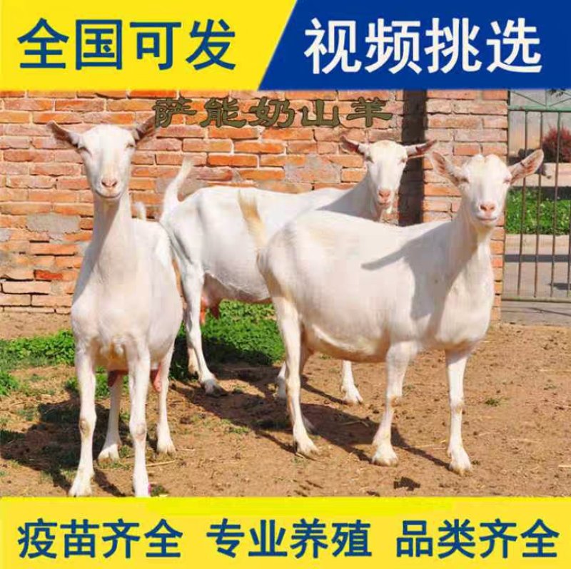 肉羊苗，波尔山羊，美国大白羊，种公羊一只也包邮。