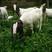 肉羊苗，波尔山羊，美国大白羊，种公羊一只也包邮。