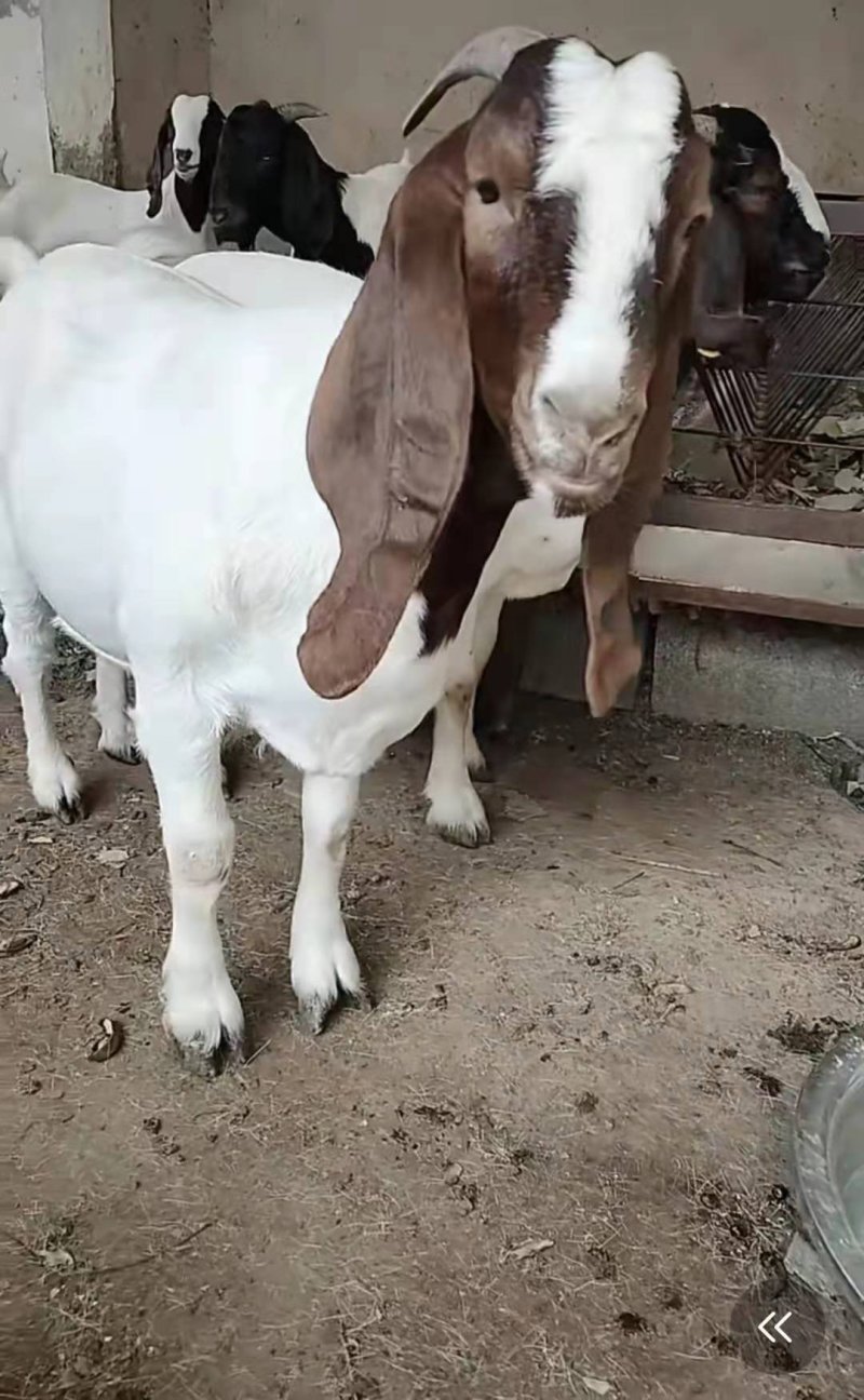肉羊苗，波尔山羊，美国大白羊，种公羊一只也包邮。