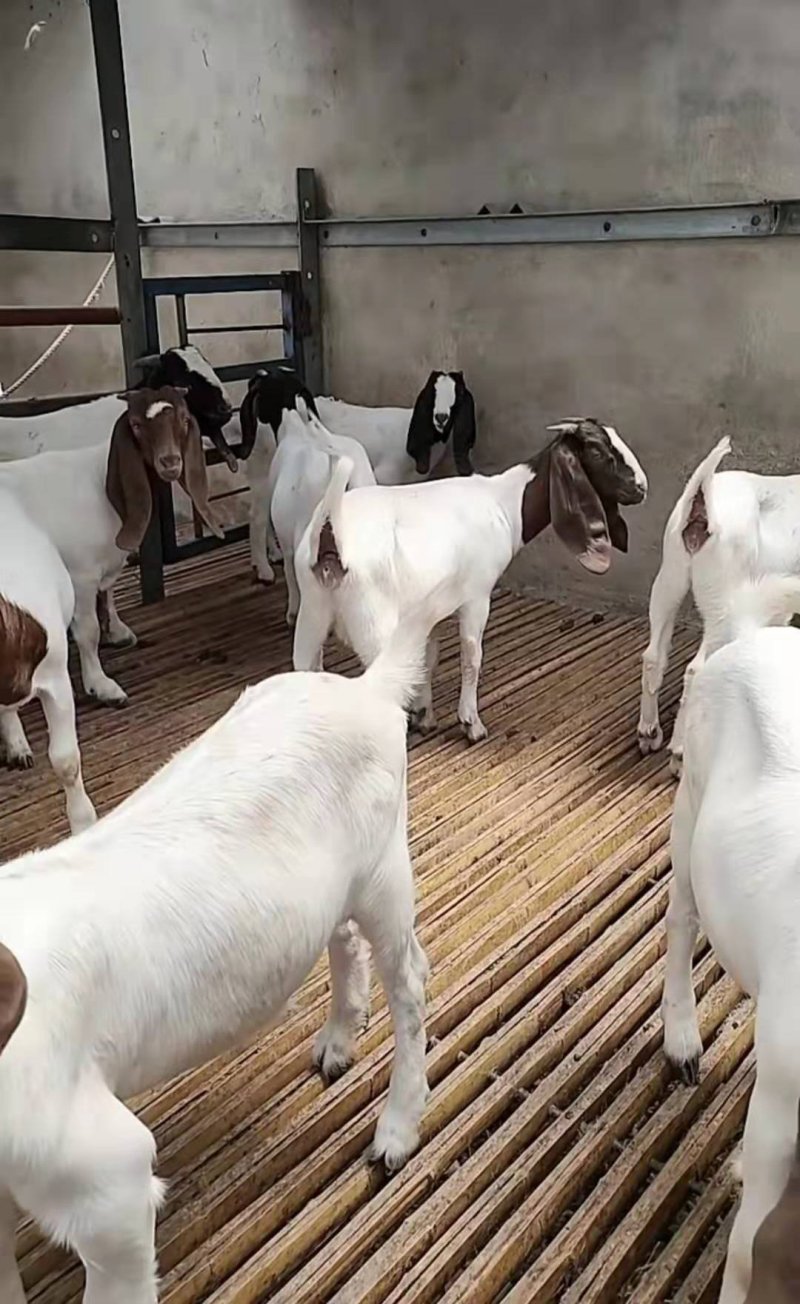 肉羊苗，波尔山羊，美国大白羊，种公羊一只也包邮。