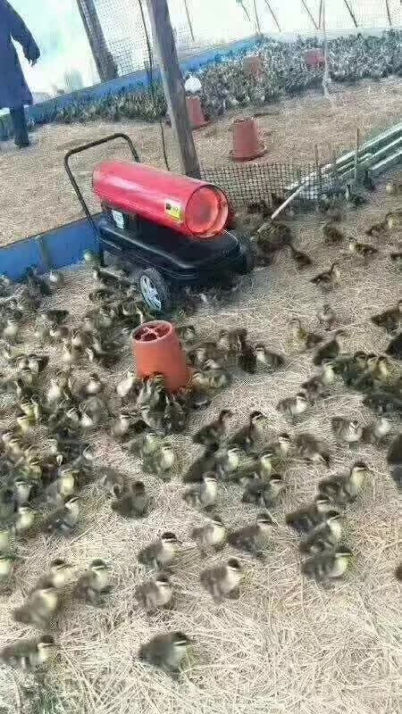 养殖育雏加温供暖热电风机