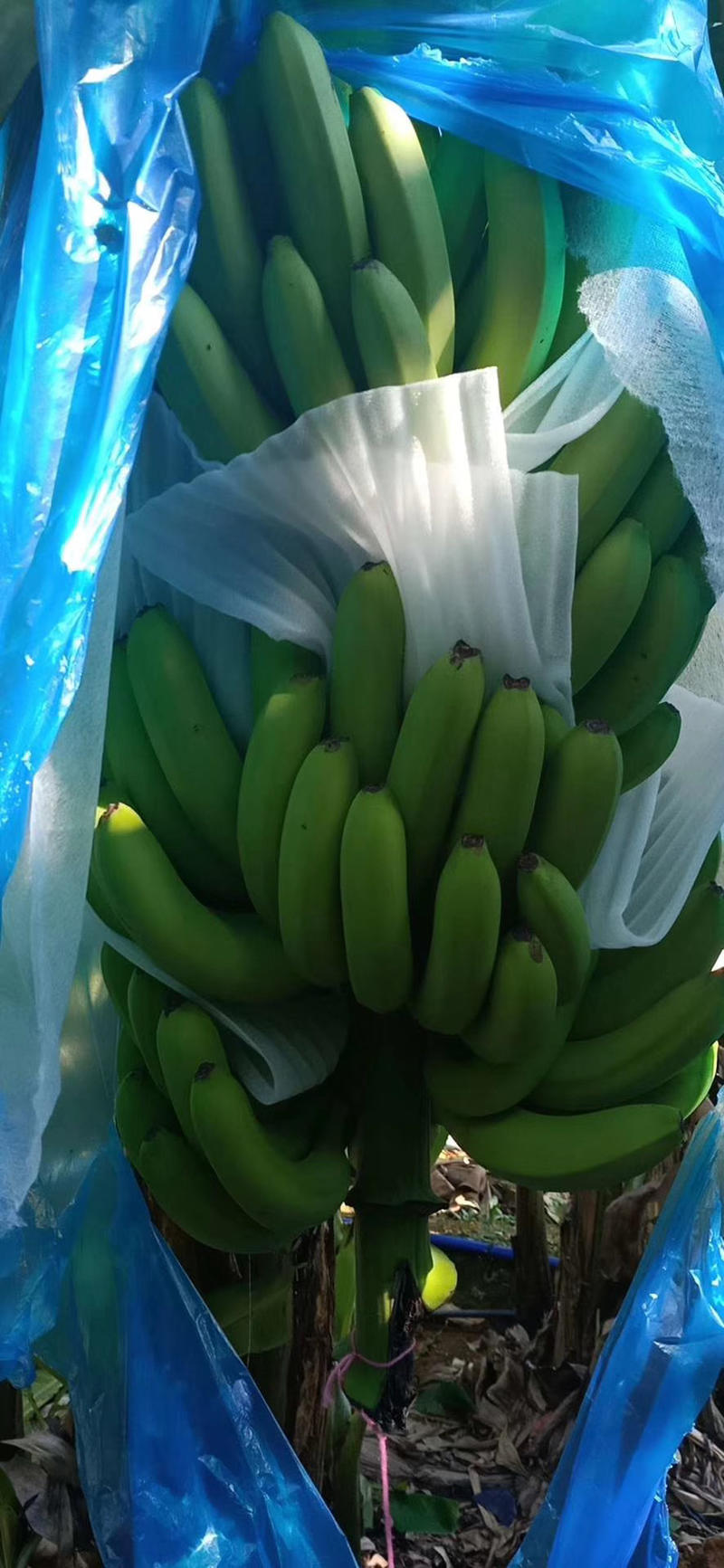 真品广西崇左种植香蕉气候好，个头大，品种好