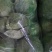甘蓝河北昌黎甘蓝大量上市.有希望，乐冠，绿冠，铁头，元宝