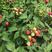 红树莓苗，当年结果，基地直挖，全程售后指导