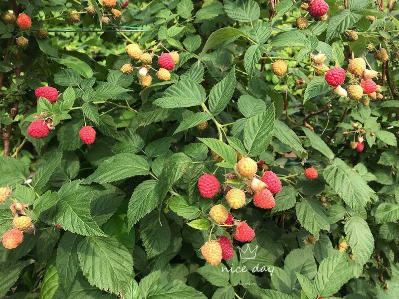 红树莓苗，当年结果，基地直挖，全程售后指导
