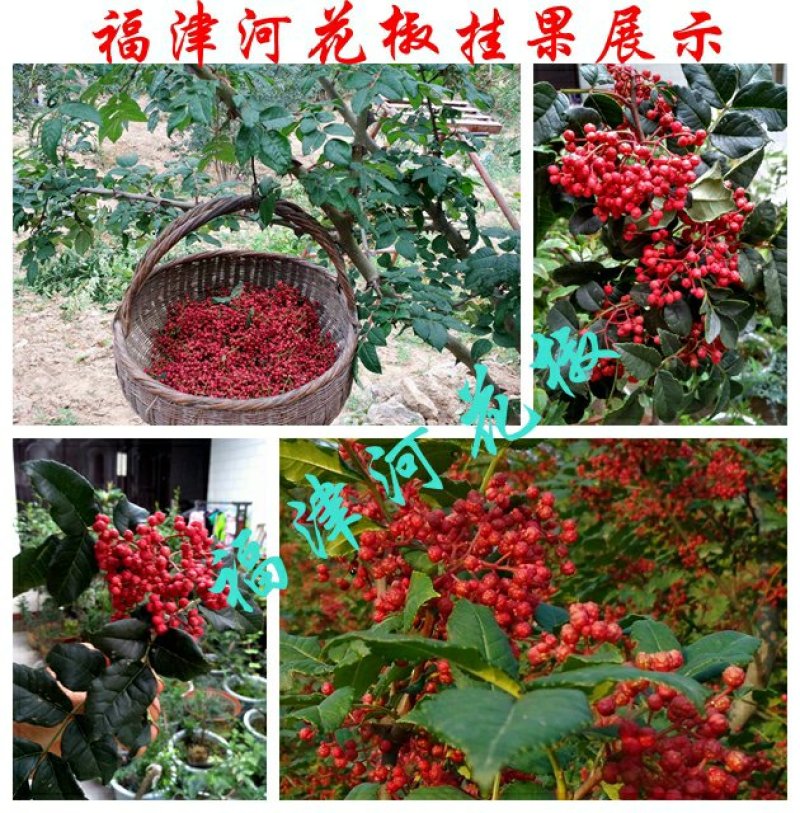 甘肃武都无刺花椒苗大红袍嫁接少刺花椒树苗提供技术指导伏椒