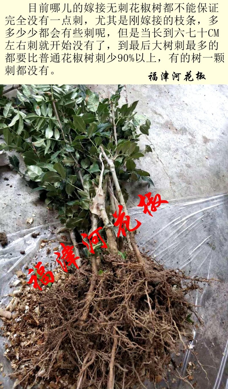 甘肃武都无刺花椒苗大红袍嫁接少刺花椒树苗提供技术指导伏椒