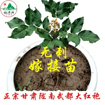 甘肃武都无刺花椒苗大红袍嫁接少刺花椒树苗提供技术指导伏椒