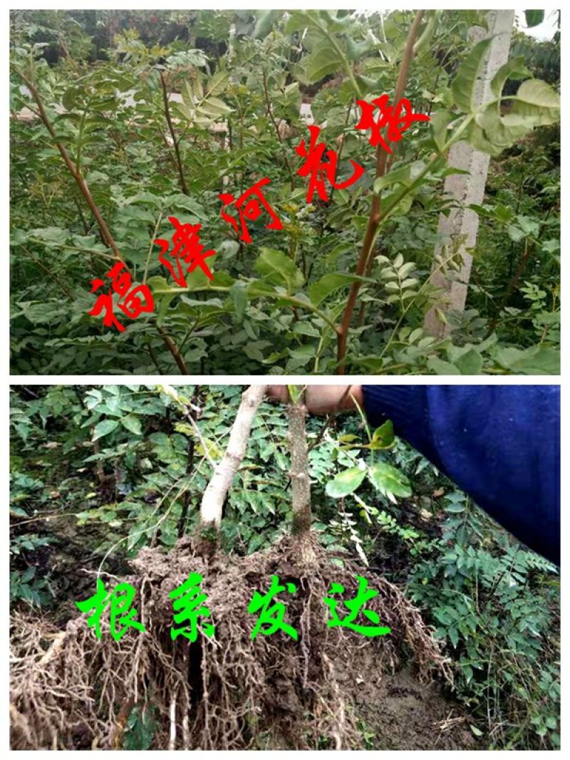 甘肃武都无刺花椒苗大红袍嫁接少刺花椒树苗提供技术指导伏椒