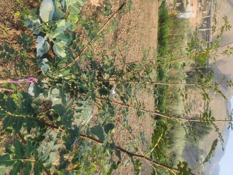 甘肃武都无刺花椒苗大红袍嫁接少刺花椒树苗提供技术指导伏椒