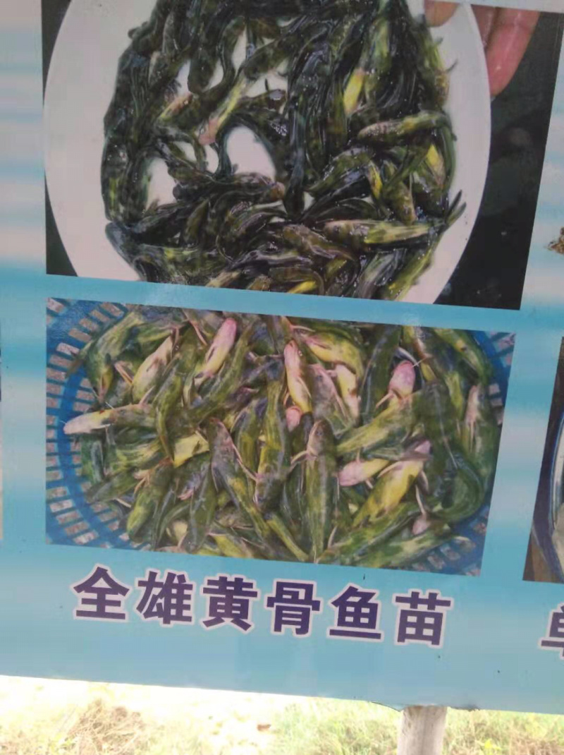 全雄黄骨鱼苗黄颡鱼苗杂交黄骨鱼量大从优
