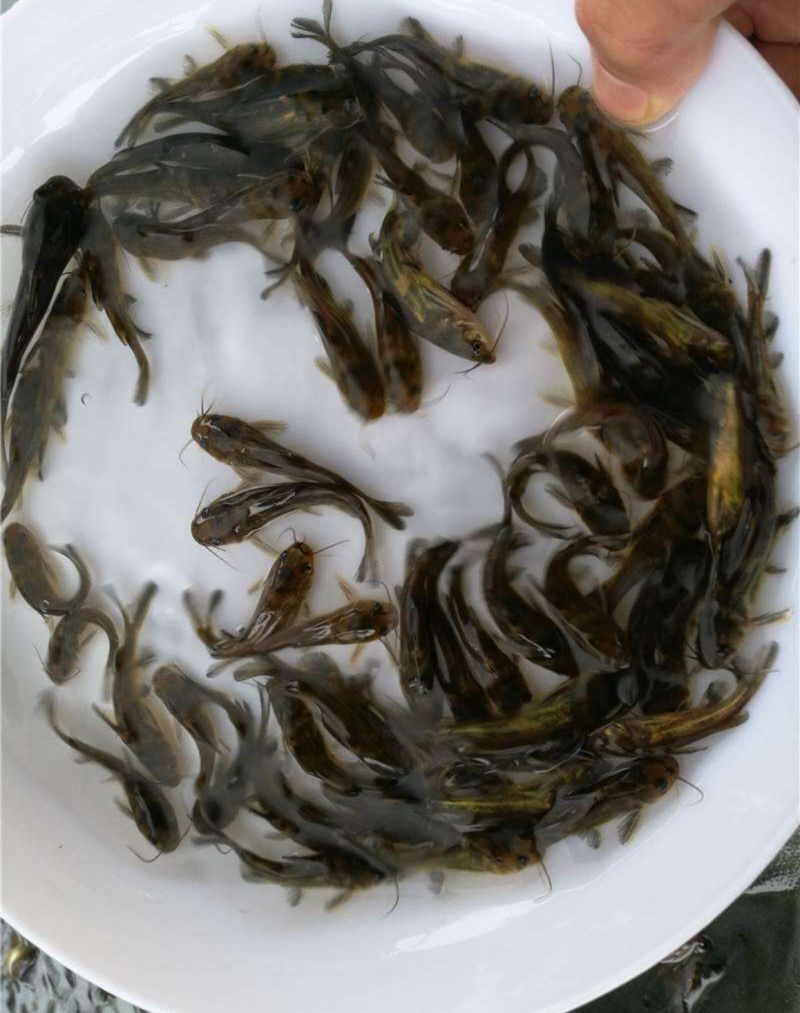全雄黄骨鱼苗黄颡鱼苗杂交黄骨鱼量大从优