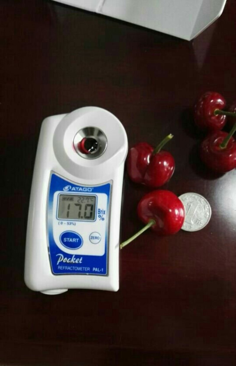 盆栽大果甜樱桃苗南北方适种大颗粒甜樱桃苗产量高口感好