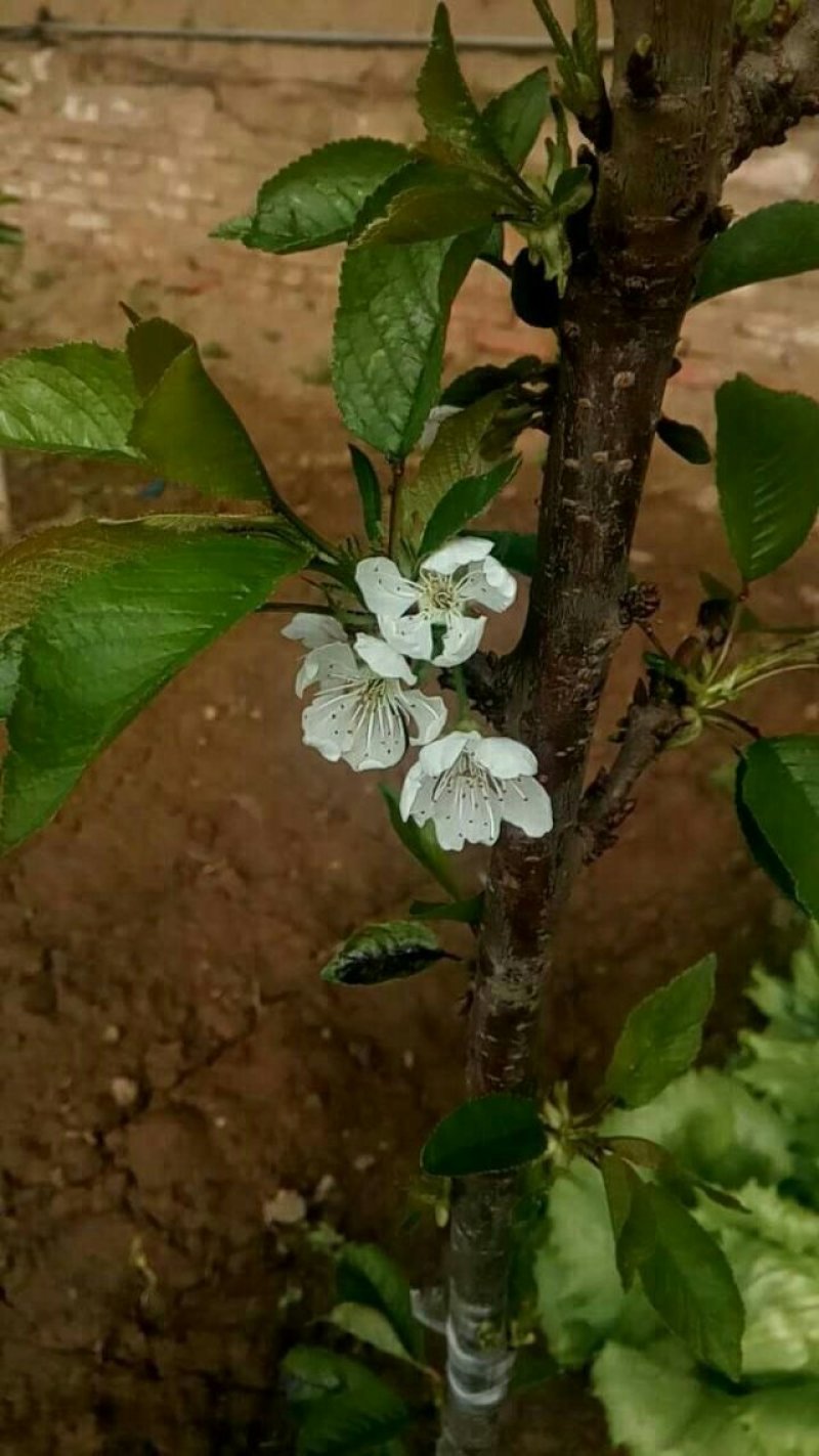 盆栽大果甜樱桃苗南北方适种大颗粒甜樱桃苗产量高口感好