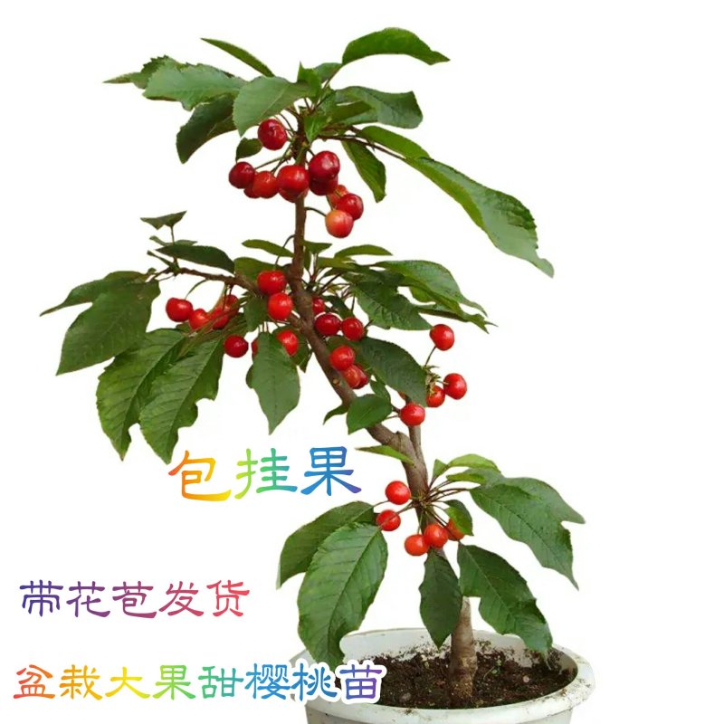 盆栽大果甜樱桃苗南北方适种大颗粒甜樱桃苗产量高口感好