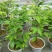 盆栽大果甜樱桃苗南北方适种大颗粒甜樱桃苗产量高口感好