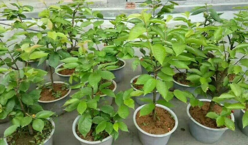 盆栽大果甜樱桃苗南北方适种大颗粒甜樱桃苗产量高口感好