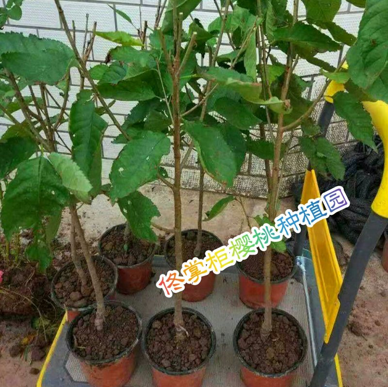 盆栽大果甜樱桃苗南北方适种大颗粒甜樱桃苗产量高口感好