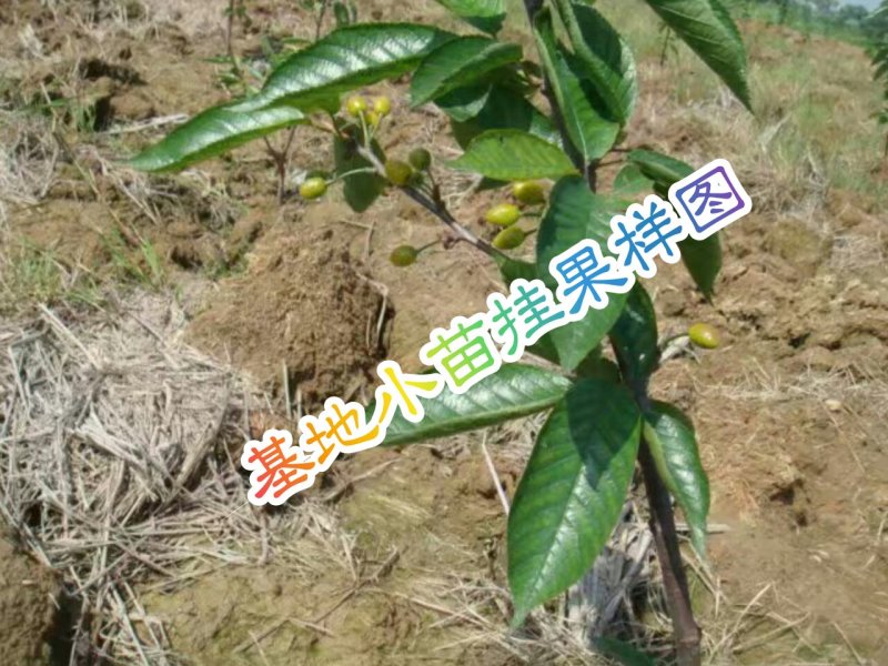 盆栽大果甜樱桃苗南北方适种大颗粒甜樱桃苗产量高口感好
