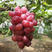 供应新品种浪漫红颜葡萄苗嫁接苗南北方种植专业种植葡萄苗