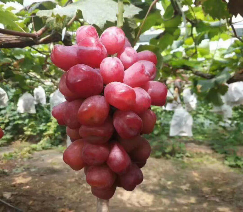 供应新品种浪漫红颜葡萄苗嫁接苗南北方种植专业种植葡萄苗