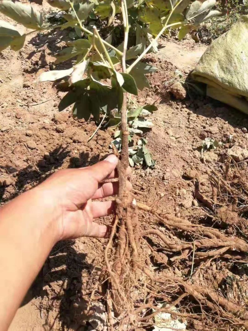 一年苗牡丹苗，基地直销保质保量！欢迎选购！
