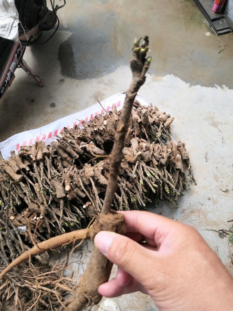 一年苗牡丹苗，基地直销保质保量！欢迎选购！