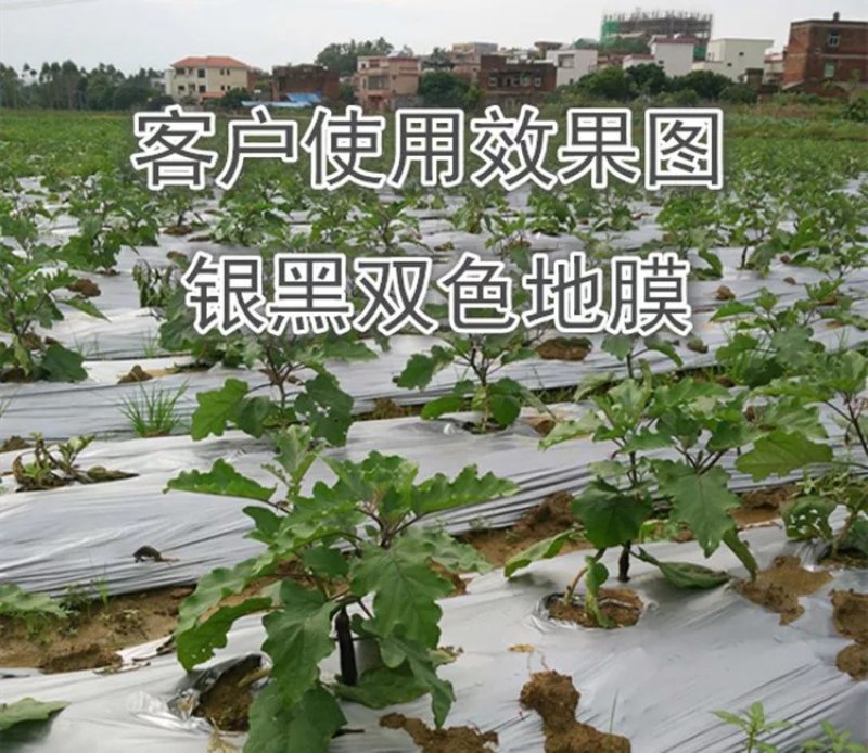 地膜银黑双色反光地膜黑地膜白地膜塑料薄膜农用膜