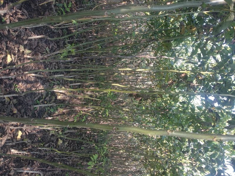 核桃苗(各种规格)