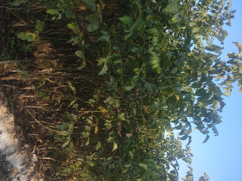 核桃苗(各种规格)