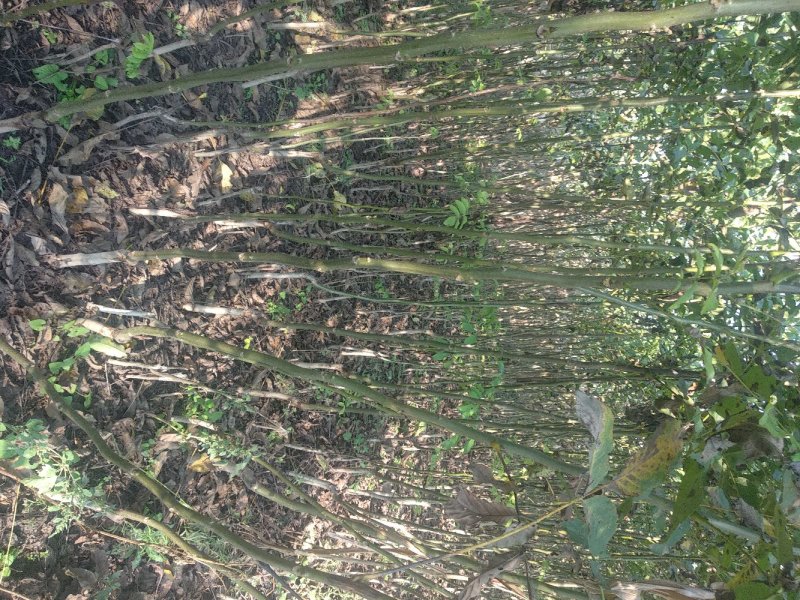 核桃苗(各种规格)