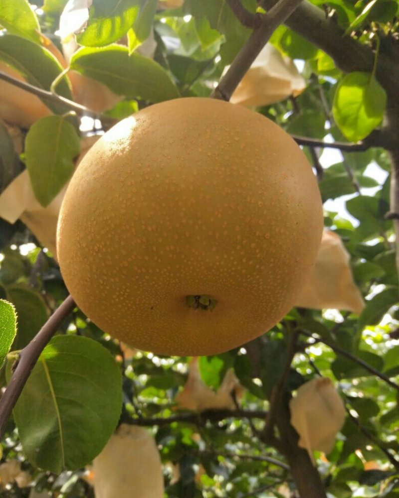 山东胶东半岛莱西市正宗秋月梨，口感好甜，无渣