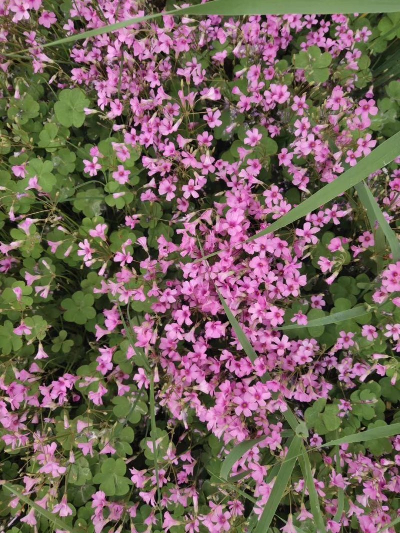 【精品】红花草产地直销量大从优质量保证！