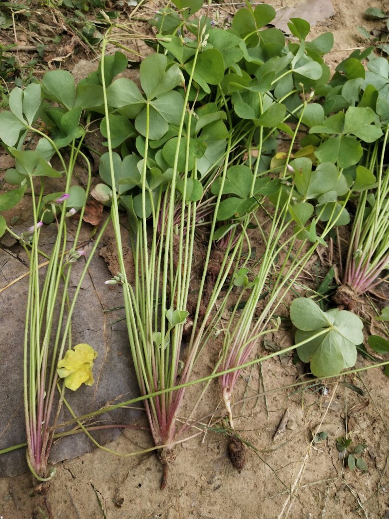 【精品】红花草产地直销量大从优质量保证！