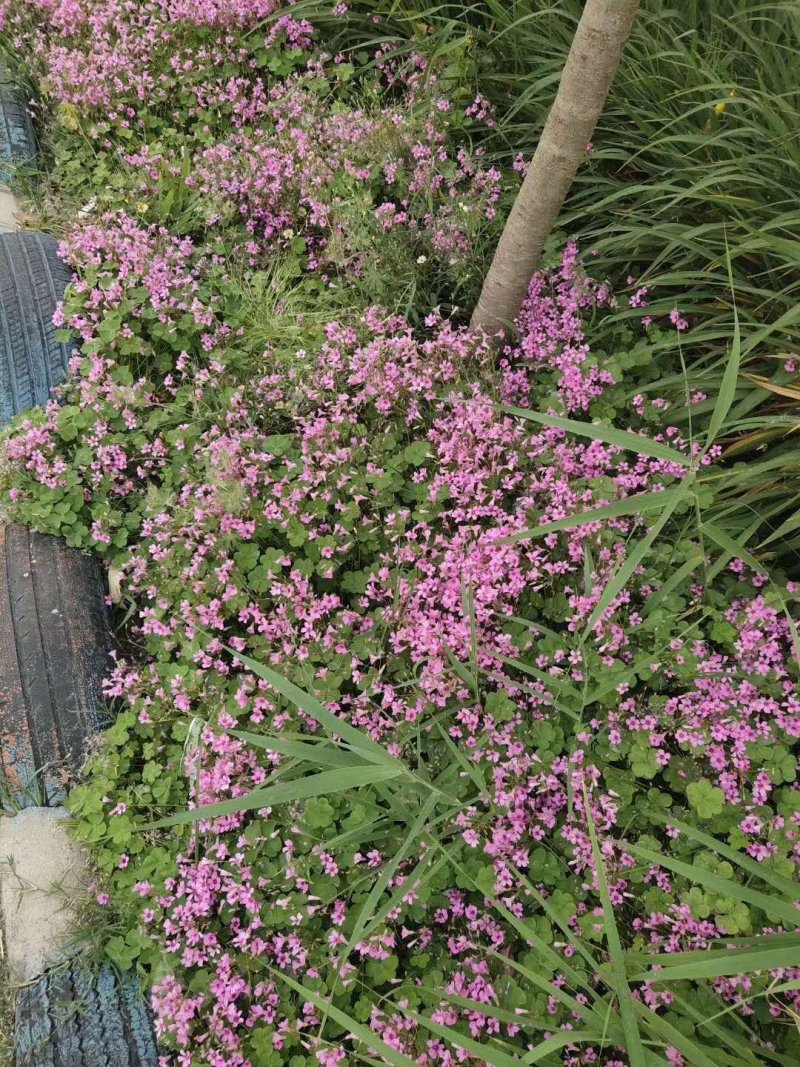 红花酢酱草红花草红花炸酱草红花杂酱草地里现起苗