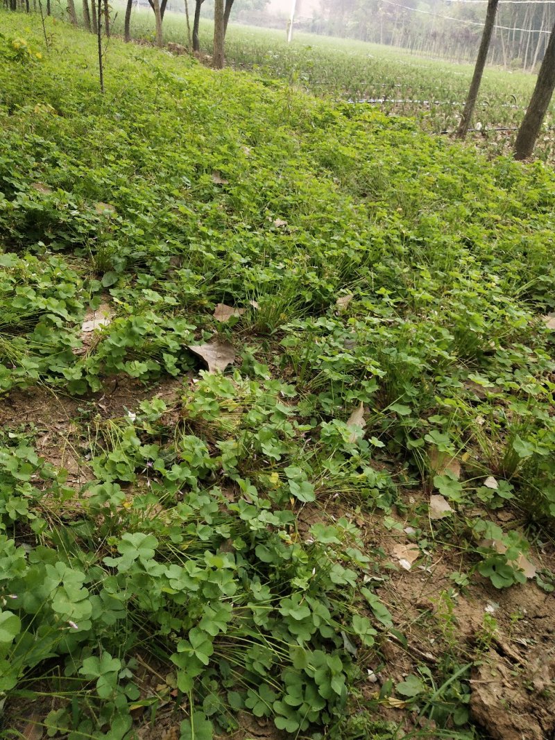 红花酢酱草红花草红花炸酱草红花杂酱草地里现起苗