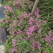 红花杂酱草红花酢浆草红花草可视频看货选货