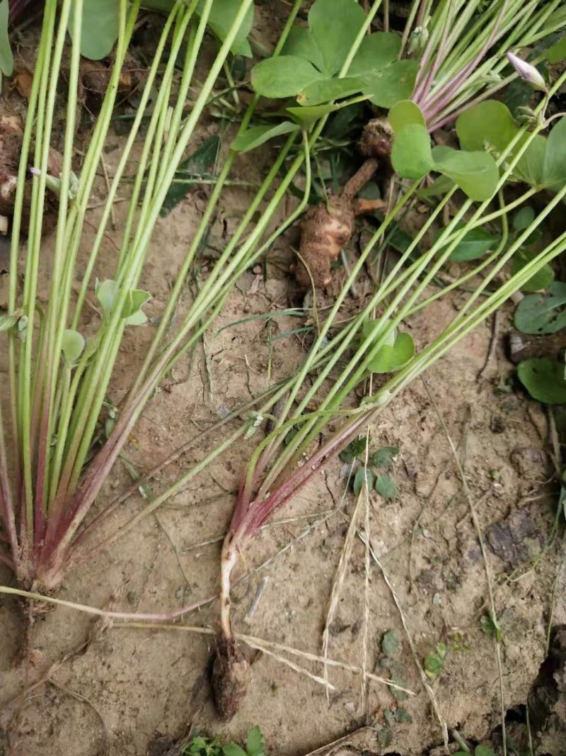 红花草红花杂酱草沭阳本地苗可以视频看货选货