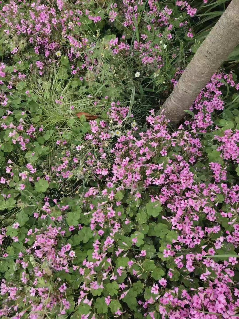 红花草红花杂酱草沭阳本地苗可以视频看货选货