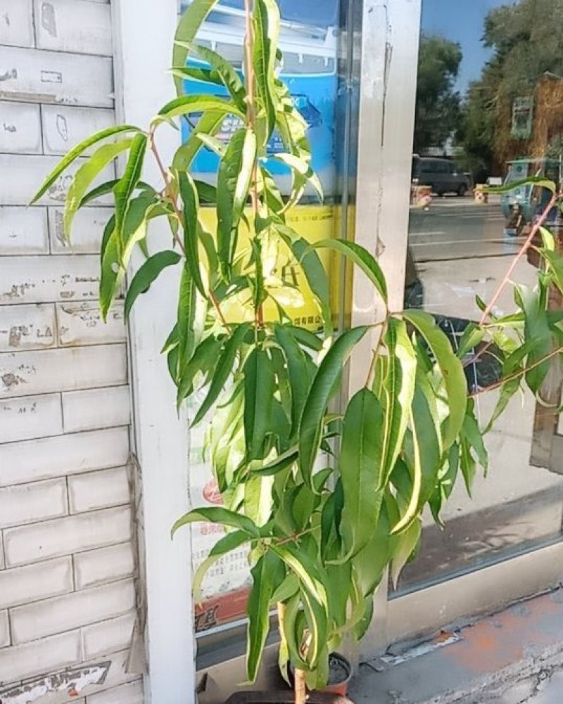 长春地区精品锦绣黄桃树苗，产地直发，保质保量