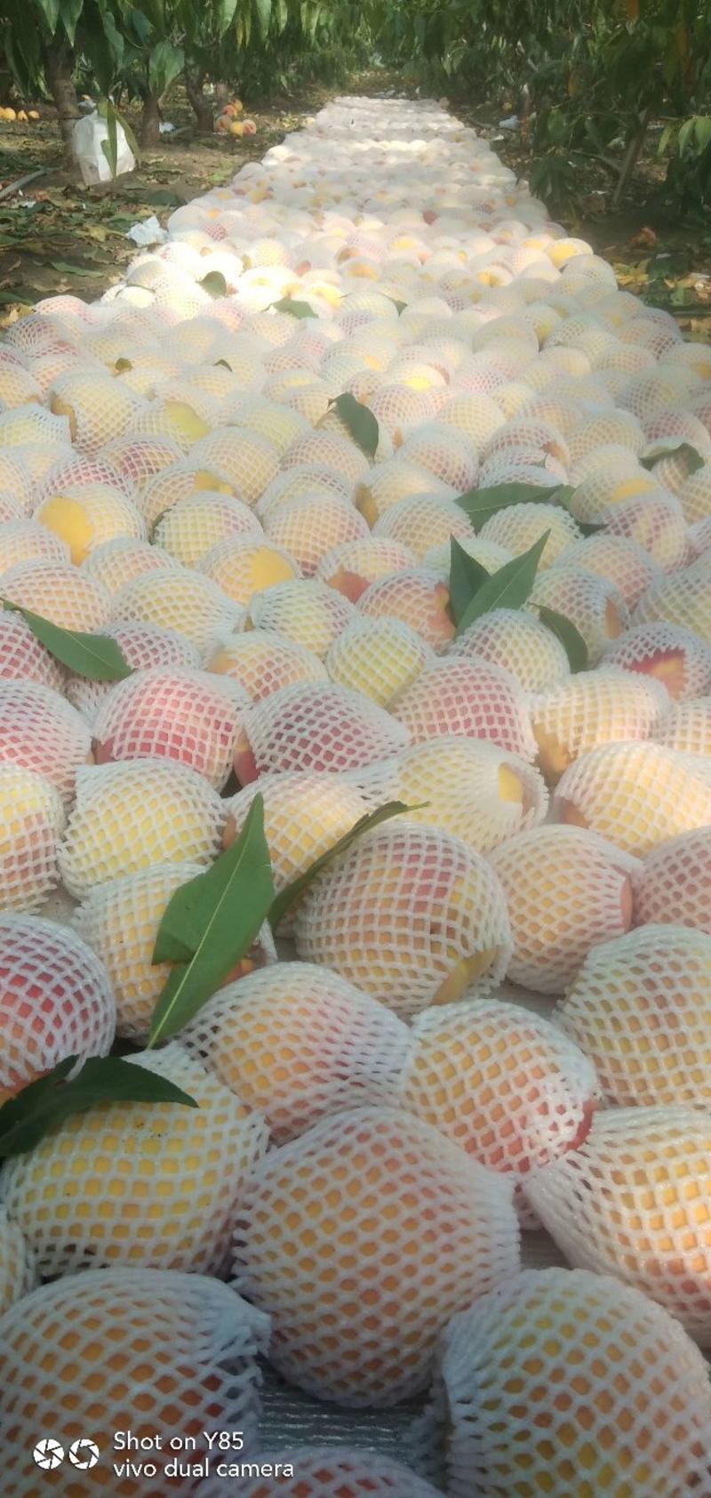 长春地区精品锦绣黄桃树苗，产地直发，保质保量