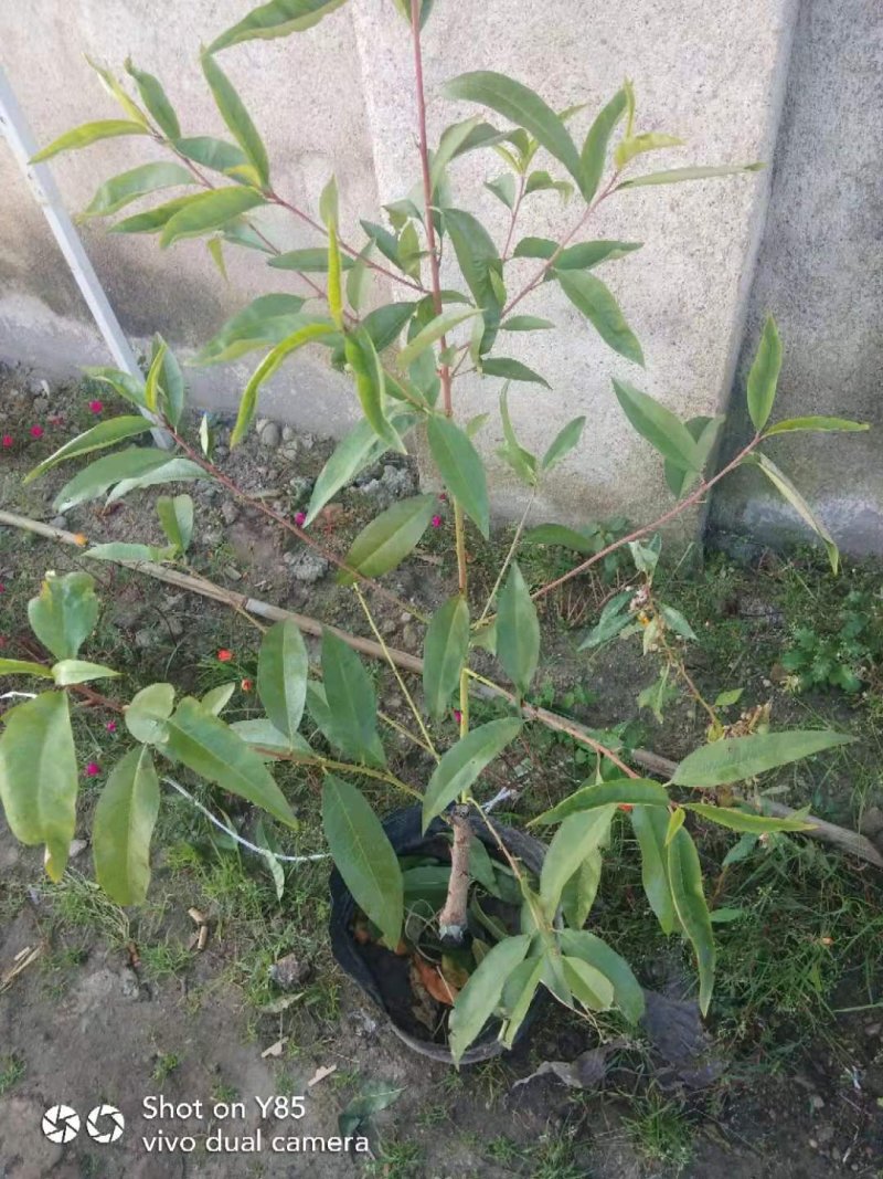 长春地区精品锦绣黄桃树苗，产地直发，保质保量