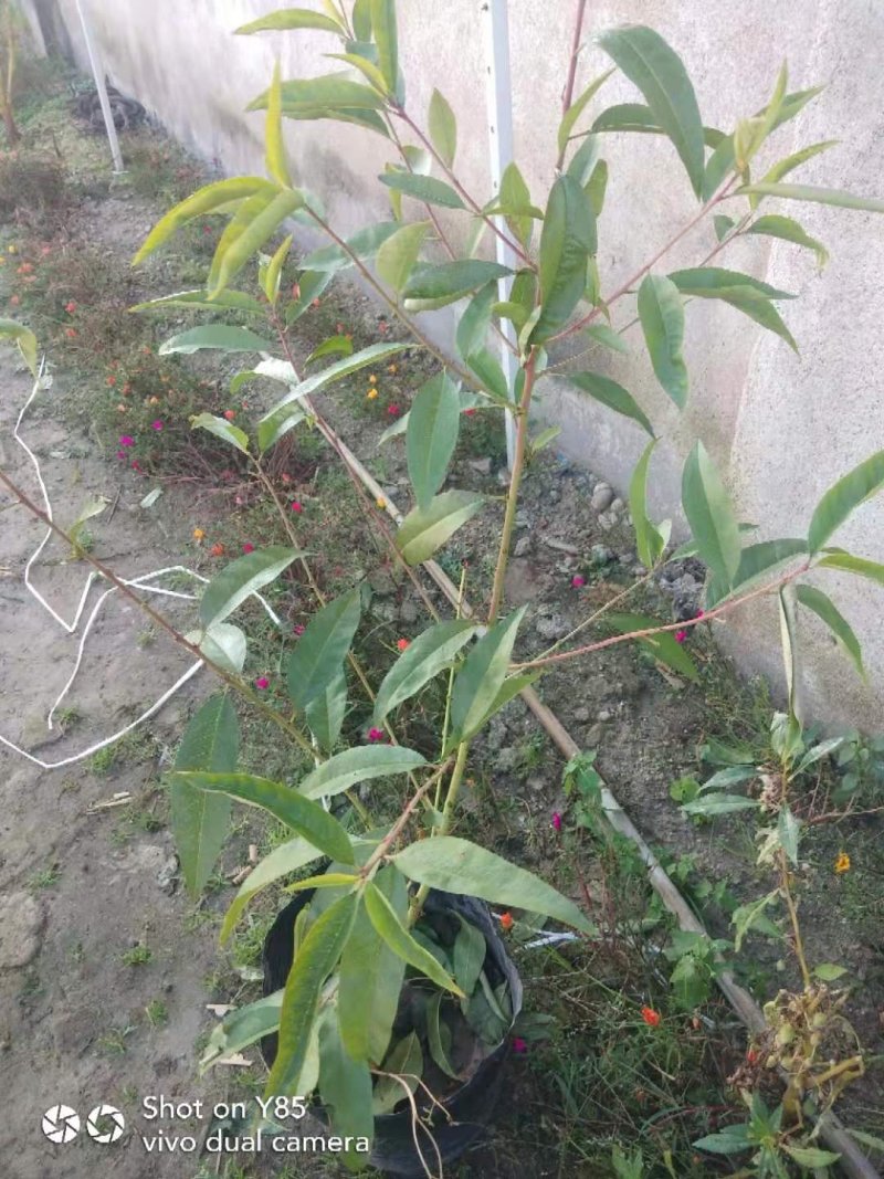 长春地区精品锦绣黄桃树苗，产地直发，保质保量