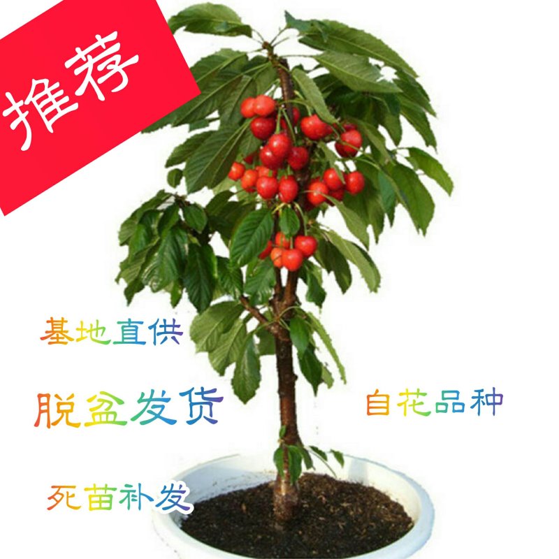 盆栽大果甜樱桃苗南北方适种大颗粒甜樱桃苗产量高口感好