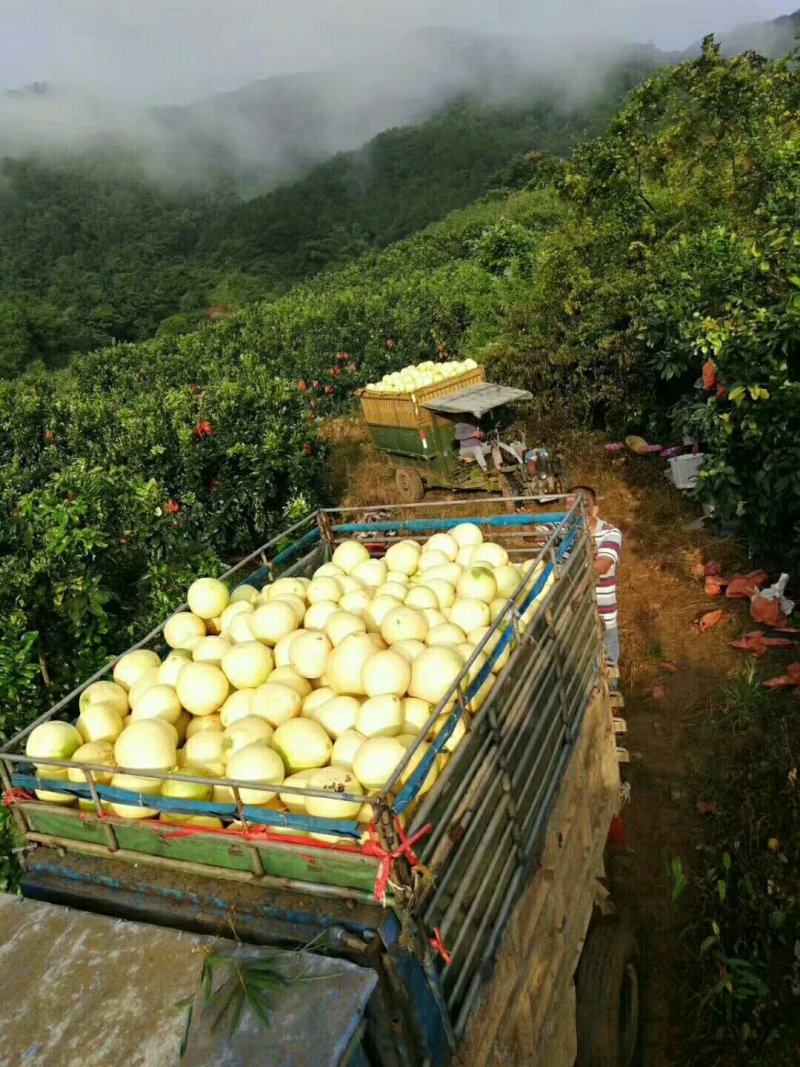 【精品】湖北优选柚子套袋白心蜜柚，产地一手货源，实力供应