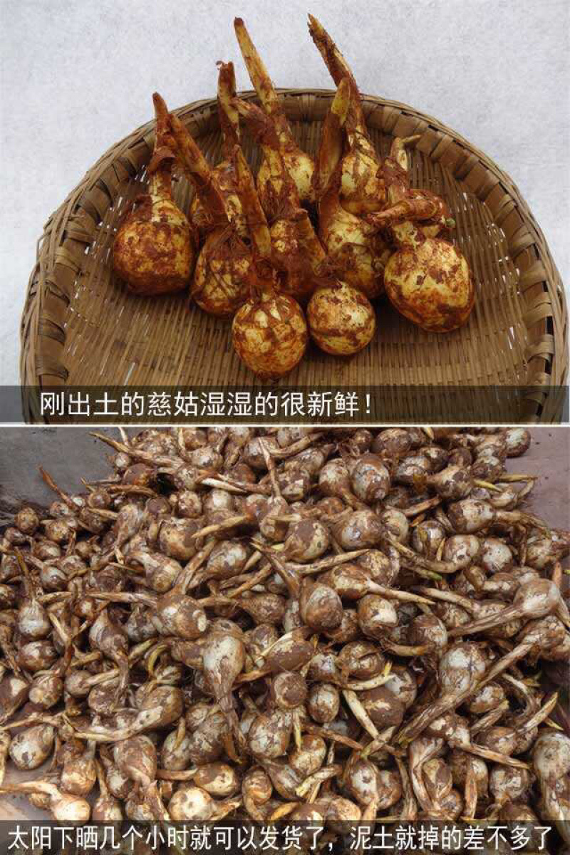 2020年现货四川白慈姑批发慈姑茨菇批发干茨菇